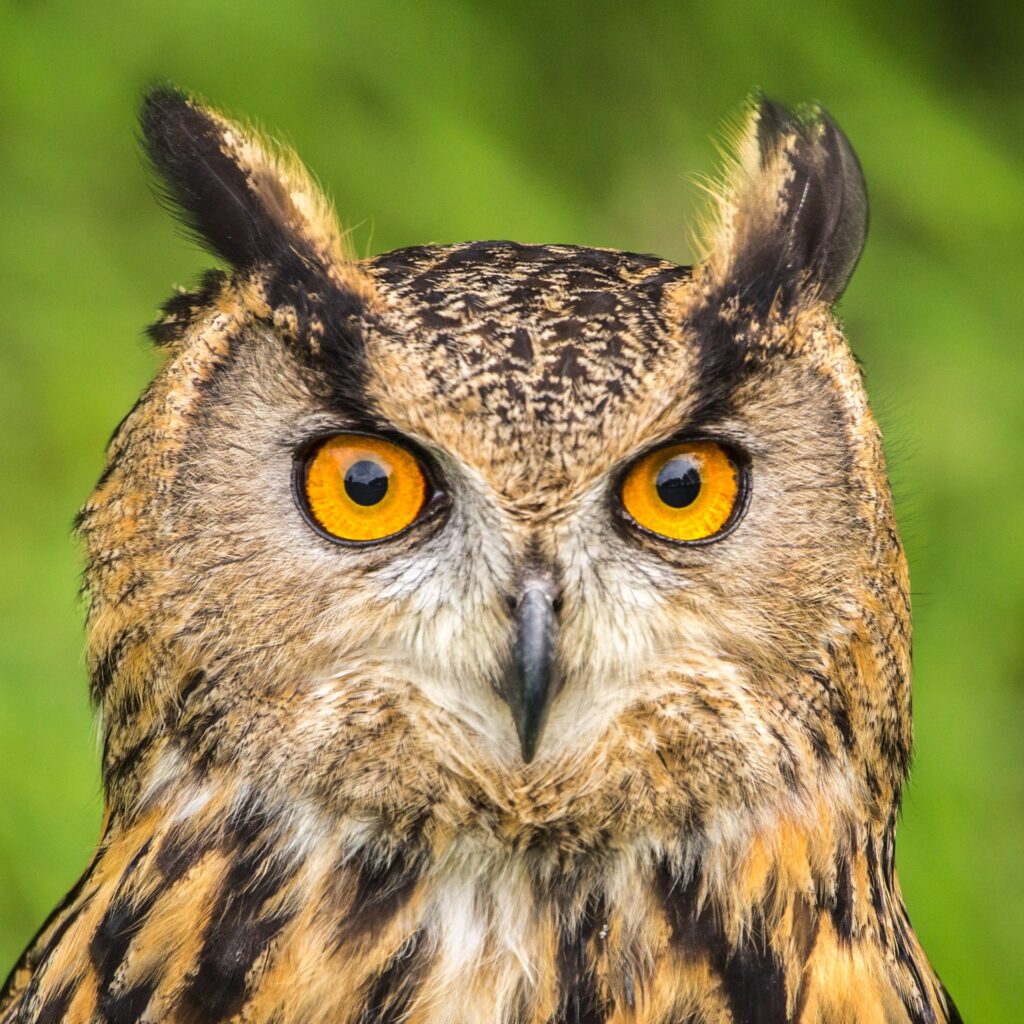 An owl