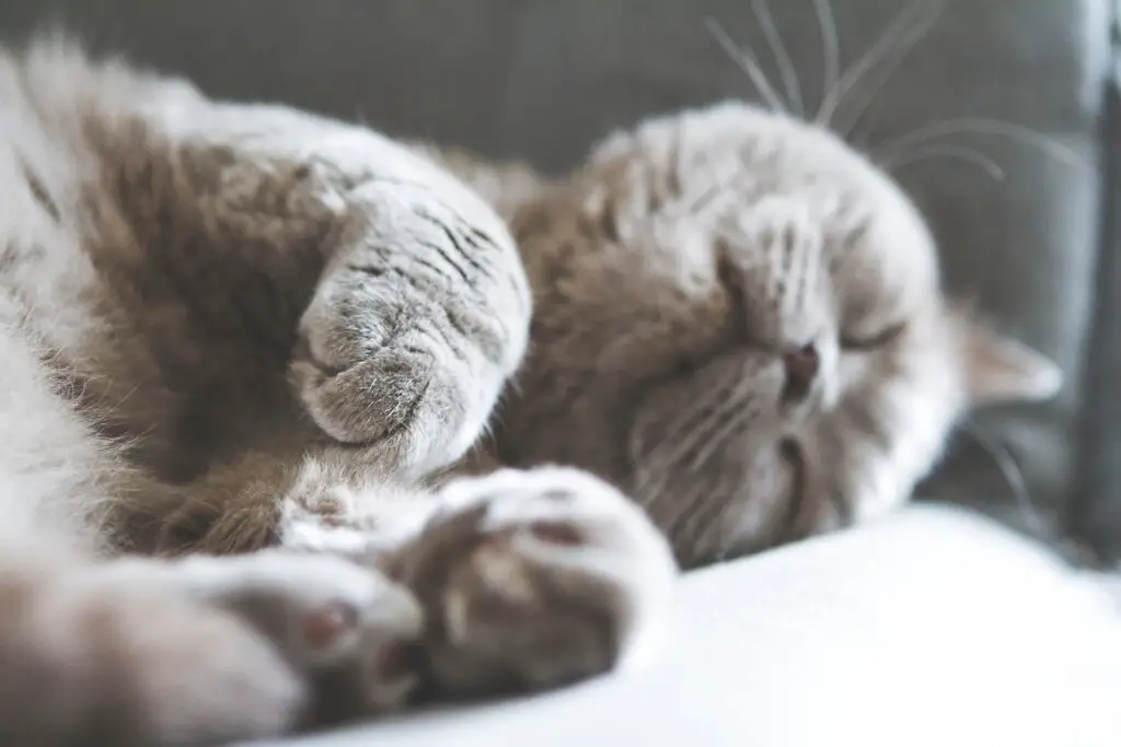 A sleeping brwon cat