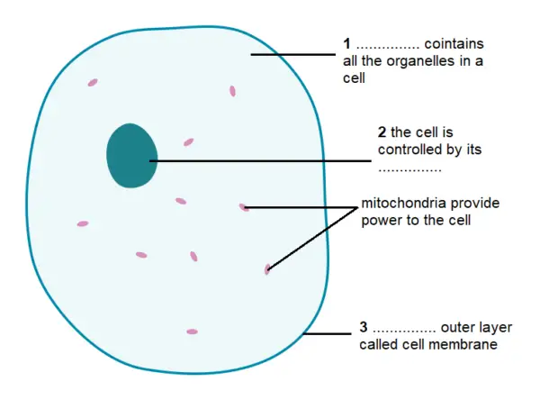 simple diagram of an animal cell