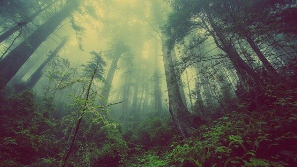 a misty forest