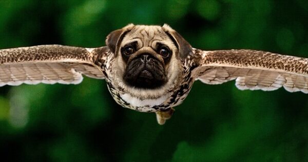 a pug and owl hybrid