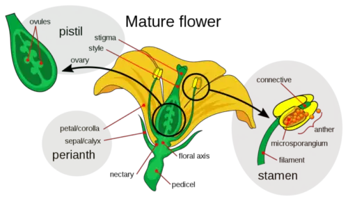 pte desc image